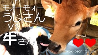 モォーモォーうしさんぬいぐるみvsうしさんたち【六甲山牧場】モォーモォーぬいぐるみを見せたらどんな反応?