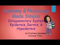 Anatomy & Physiology Made Simple! Integumentary System - Epidermis, Dermis, & Hypodermis