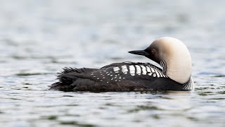 Birdhoven: Pacific Loon by Baron Cosimo 130 views 5 months ago 1 minute, 43 seconds