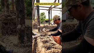 Traditional Wall Building Using Straw and Clay — Ancient Construction Method Still Works Today!