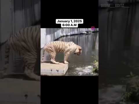 During And After 31st Night Shorts Newyear Newyear2025 Funny Comedy Memes