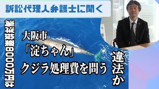 大阪市「淀ちゃん」クジラ処理費を問う～海洋投棄8000万円は違法か～