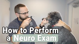How to Perform a Neurologic Exam