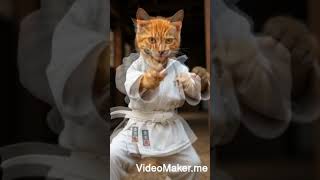 Kung Fu Cat Masters Dragon Claw White Crane - Wait Till You See His Tate Shuto Strikeanimalkungfu