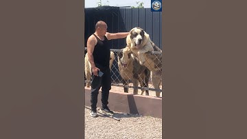 Alabai: The Fearless Guardian Dog of Central Asia