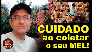 Como coletar mel da forma CORRETA!