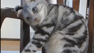 Хитрый Свин - как взорвать коту мозг (Приколы с кошками, самые смешные кошки приколы) Хитрый Свин - как взорвать коту мозг (Приколы с кошками, самые смешные кошки приколы)