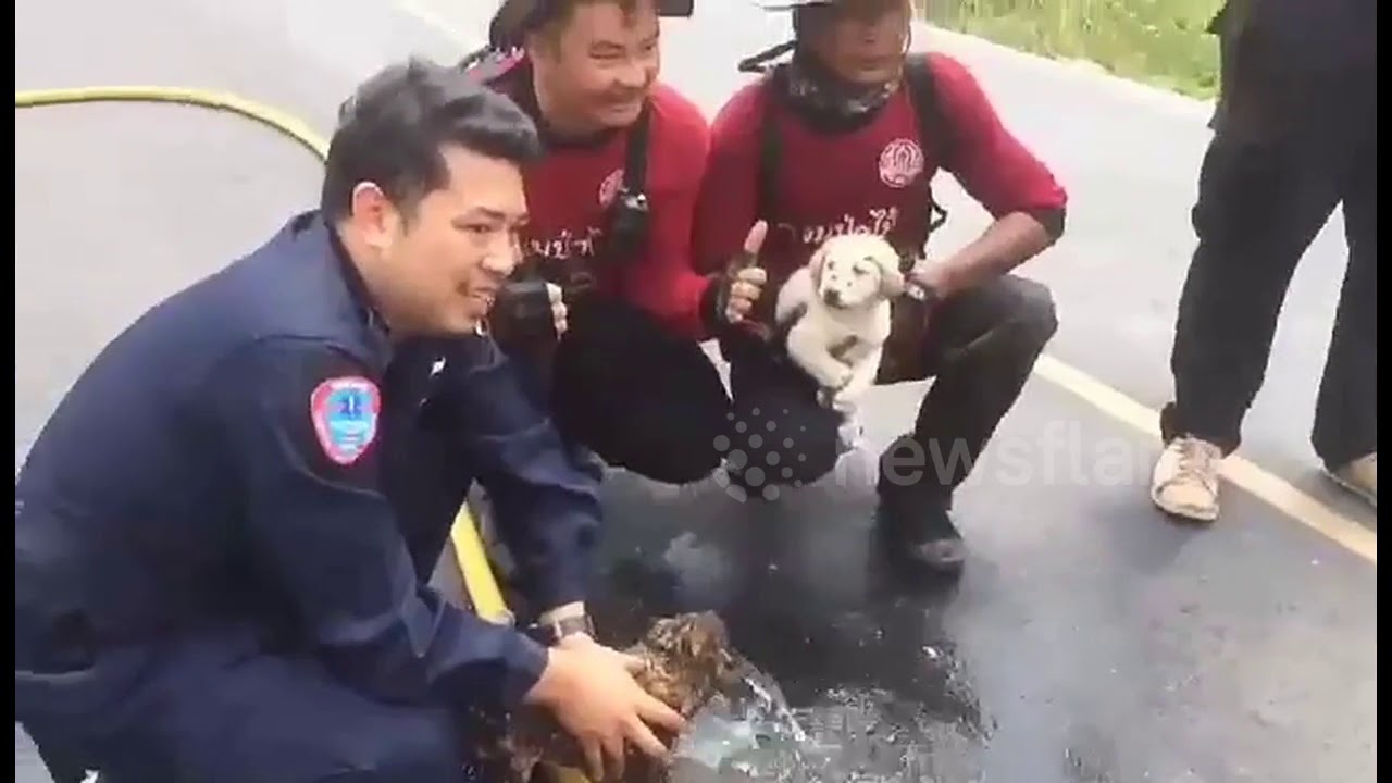 camera iphone 8 plus apk Charred Puppies Rescued from Field Fire