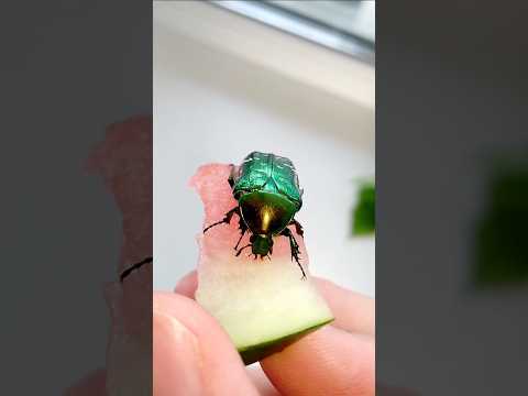 Жук хочет арбуз #beetle wants a #watermelon