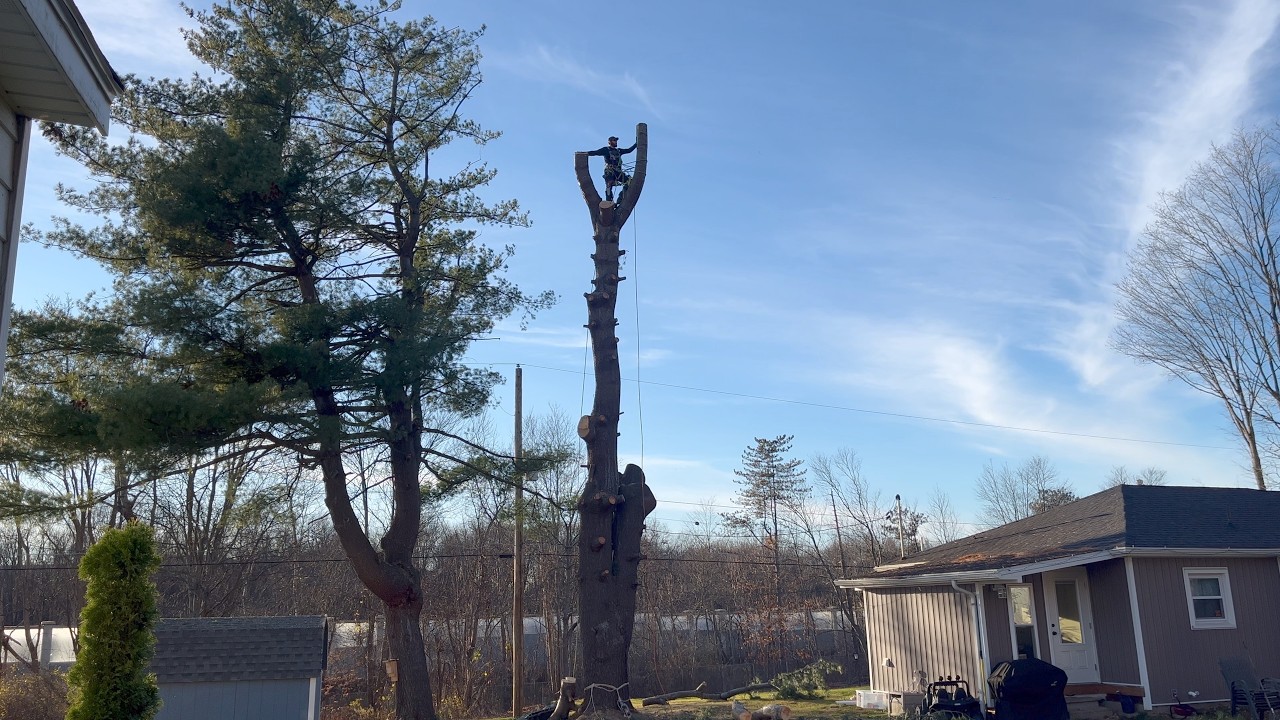 Homeowner Attempts To Remove Huge 80 Foot Pine Tree Next To House ...