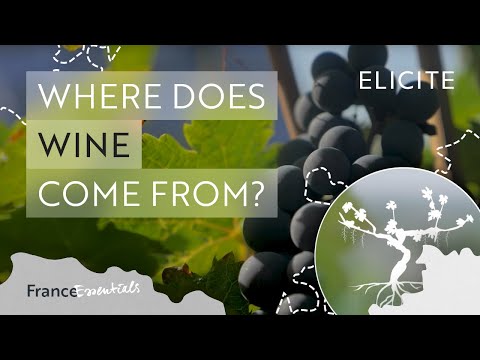 Video: No kurienes radās vīns?