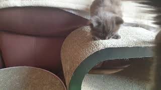 I built a bridge for my kitten #shorts by carameldreams 1,969 views 4 years ago 15 seconds