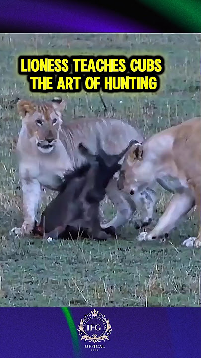 Lioness Teaches Cubs the Art of Hunting‼️