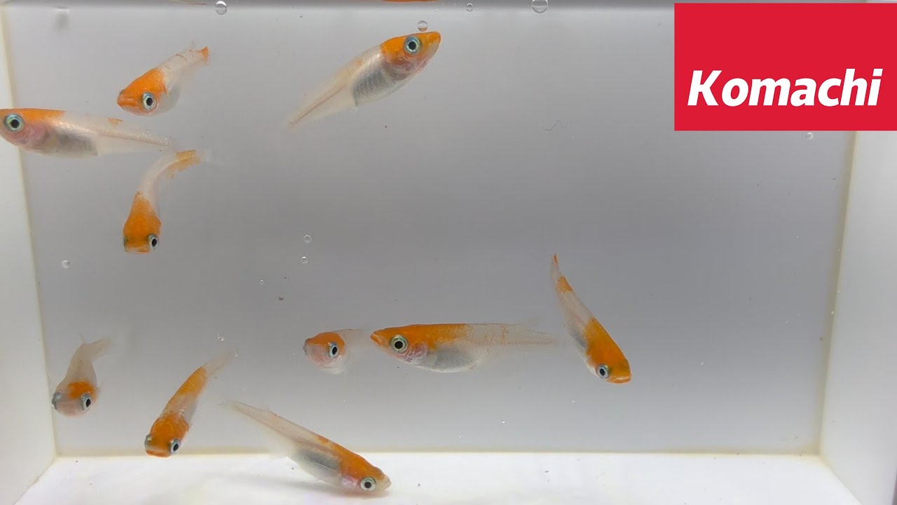 medaka ⚠️プロフ必読 8/3 Volume Twenty | Medaka Box Wiki | Fandom