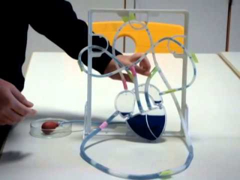 The Circulatory System (My Science project) - YouTube