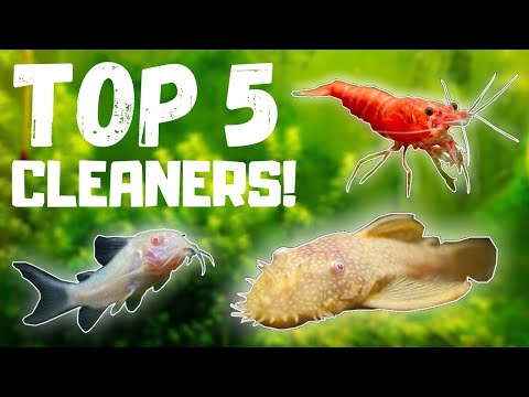Top 5 BEST Fish Tank Cleaners! 