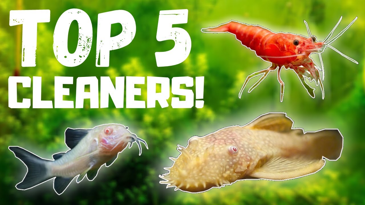 Top 5 BEST Fish Tank Cleaners! - YouTube