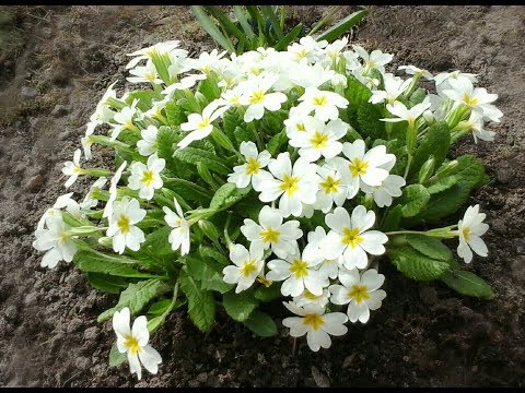 ПРИМУЛА. ПЕРВЫЕ ВЕСЕННИЕ ПОДКОРМКИ В ОТКРЫТОМ ГРУНТЕ.