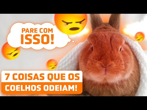7 COISAS QUE OS COELHOS ODEIAM (que fazemos sem pensar)