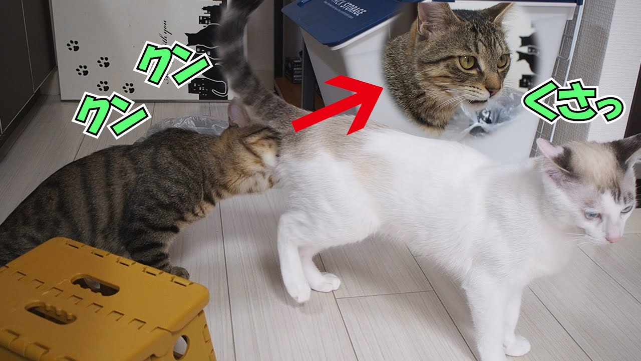 お 臭い 猫 尻