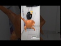 Frango vivo danando