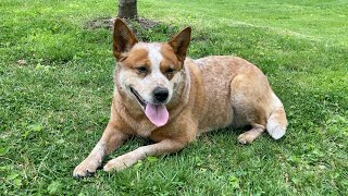 Is Penny Pregnant? | Australian Cattle Dogs by Johnson's Heelers 488 views 1 year ago 3 minutes, 25 seconds