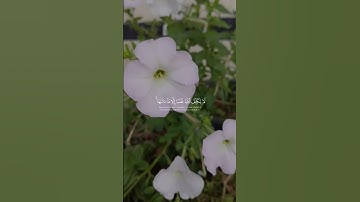 لا يكلف الله نفسا إلا وسعها #القارئ #المصحف #foryou #اكسبلور #الرحمن #ماهر_المعيقلي