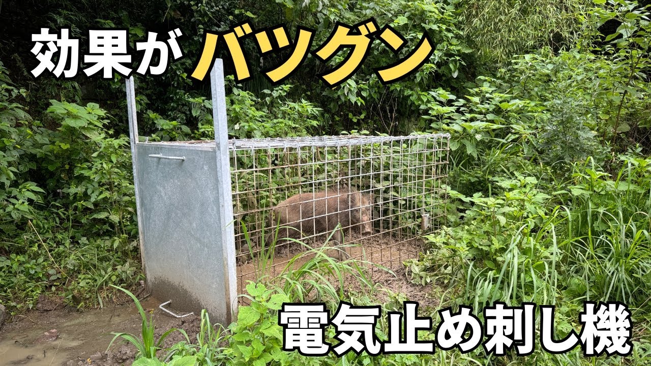 電気 止め 刺し 機