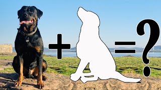 Top 10 Remarkable Rottweiler Mixes that you didn't know | Rottweiler Cross Breeds