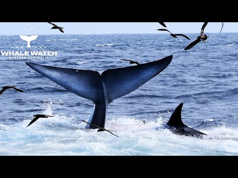 Whales photo