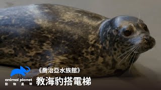 海豹的個性其實像貓教海豹搭電梯訓練日常喬治亞水族館動物星球頻道