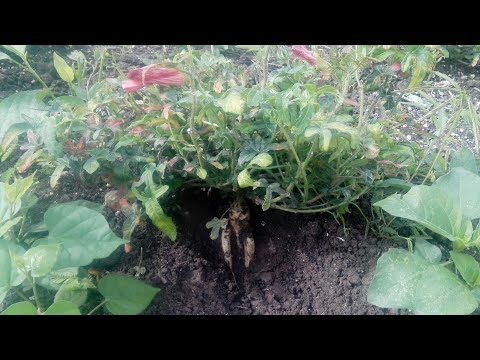 ដើម-យិនសិន-ពូជថៃដាំនៅកម្ពុជា/-yensen-khmer-in-cambodia