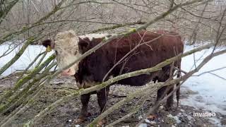 видео: О болезнях, отелах мясных коров #герефорд #корова #ферма #животные #болезнь#лечение #отел #кормление картинка: О болезнях, отелах мясных коров #герефорд #корова #ферма #животные #болезнь#лечение #отел #кормление