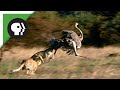 Cheetahs chasing ostrich