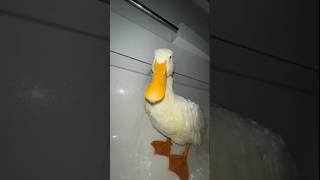 cute duck 🦆💖..#short#shortvideo