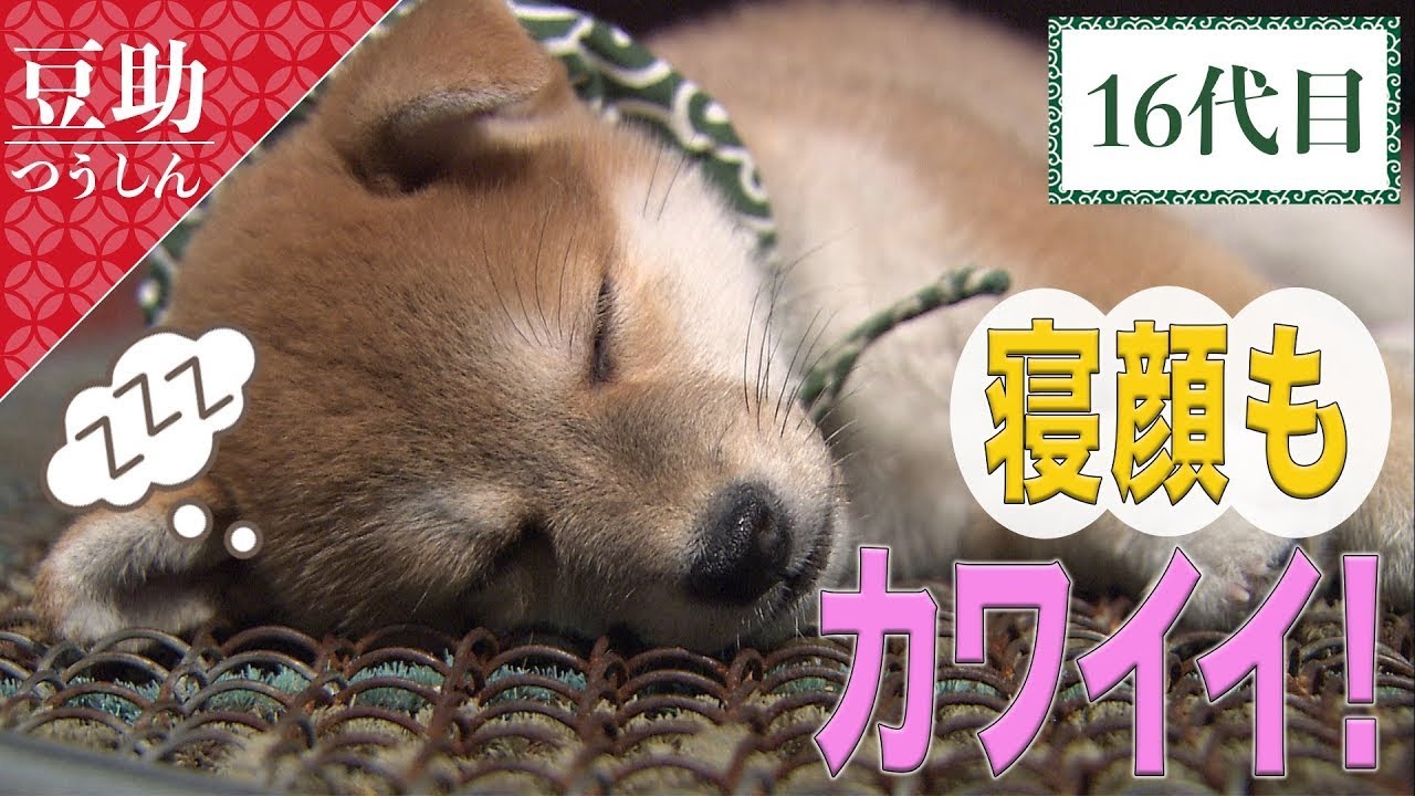 豆助通信】寝顔もカワイイ16代目豆助。＜柴犬・豆柴＞ - YouTube