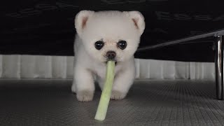 A Doggo Being Sorry For Wetting The Mat