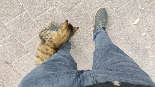 Playing a game with me with the cute Stray Cat running between my feet
