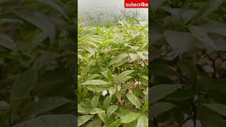 Ya Habibi gojol tendringsong youtube islamiksong vairal