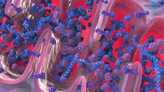 Krebs cycle 3D medical animation