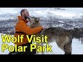 Wolf Visit at Polar Park in Norway