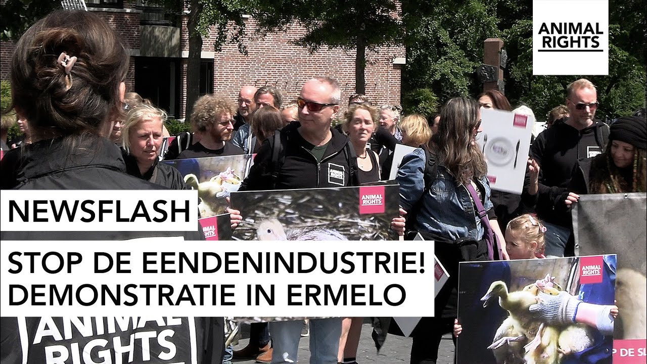 NEWSFLASH | Stop de eendenindustrie! | Animal Rights