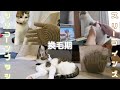 換毛期対策　スリーコインズ　シリコーンブラシ手袋で抜け毛取り　猫×スリコ
