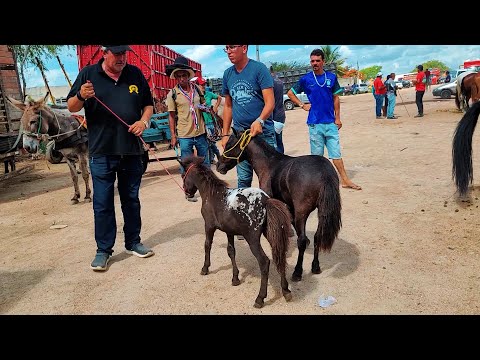 PÔNEIS À VENDA NA FEIRA DE CAVALO DE CARUARU PE!