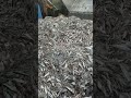 Whole fresh deep sea fish raw material produce nutrition fish protein specialty fertilizer.