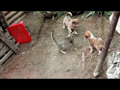 বিড়াল ও কুকুরের বাচ্চার মজার রসায়ন, দেখলে অনেক আনন্দ পাবেন।