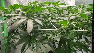 Kay's Strawberry tea Canna coco & grow dots week 2 of flower@realgrowers #420#garden