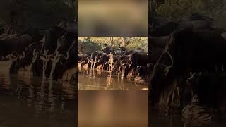 Wildebeest Drink, Crocs Wait: Death or Survival? #shorts