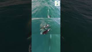 4K Drone SHOT Of Killer Whales #shorts #wildlife #nature #whale #orca #ocean #animals #wild #sea