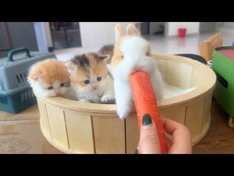 🥰 可愛い100%|Cuteness 100%